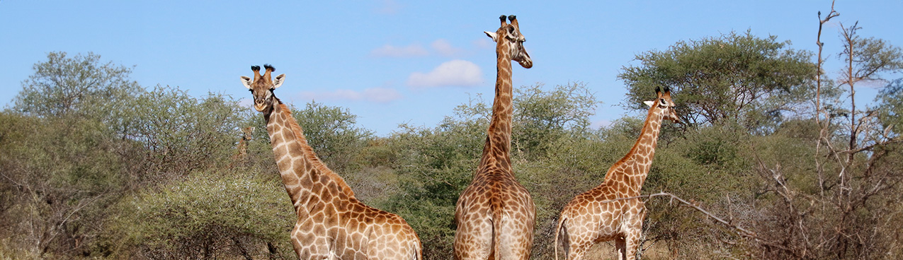 Three giraffes stand in a grassy, tree-dotted savannah under a clear blue sky. Their long necks and legs are prominent as they face different directions, appearing to explore their surroundings, like participants in a mediated divorce seeking new paths. The background is a mix of green foliage and scattered bushes.